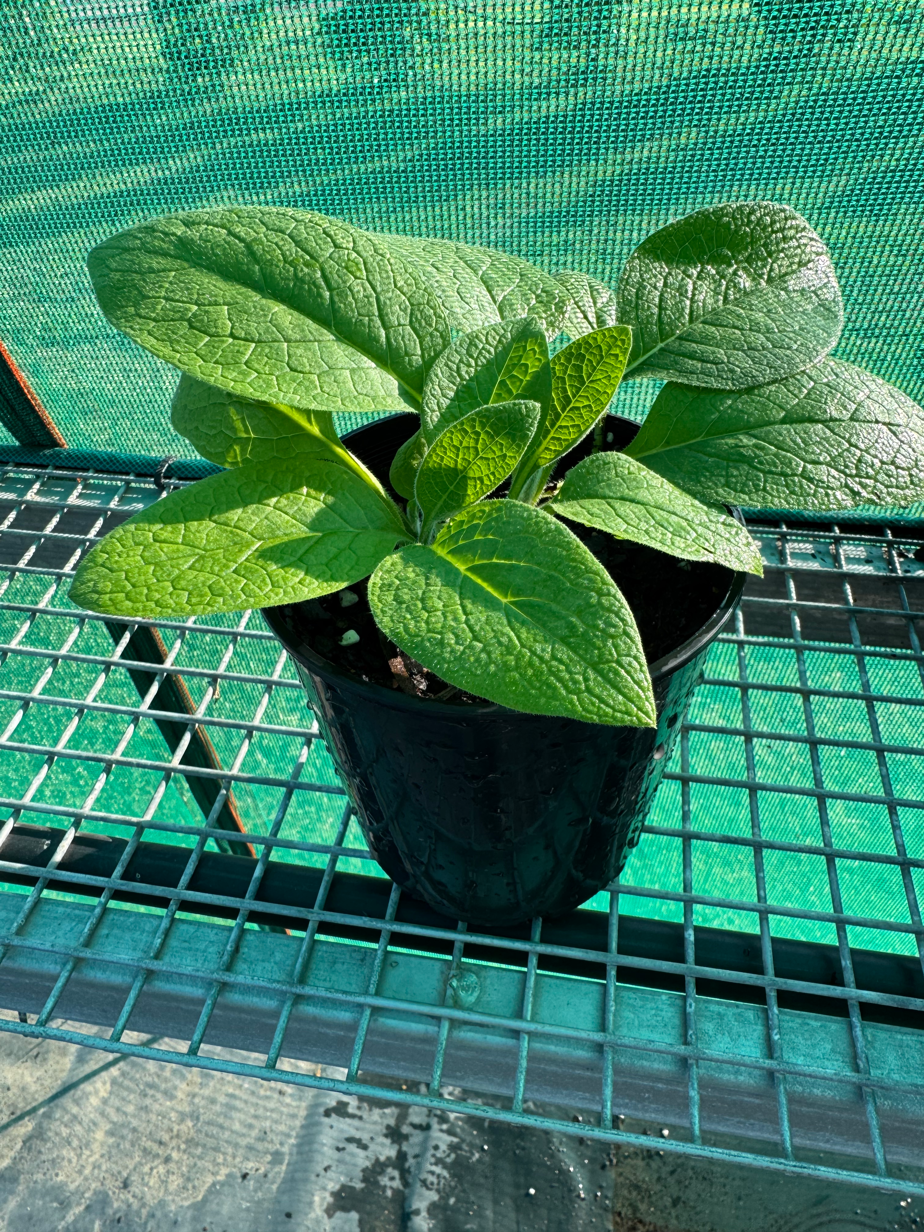 Comfrey