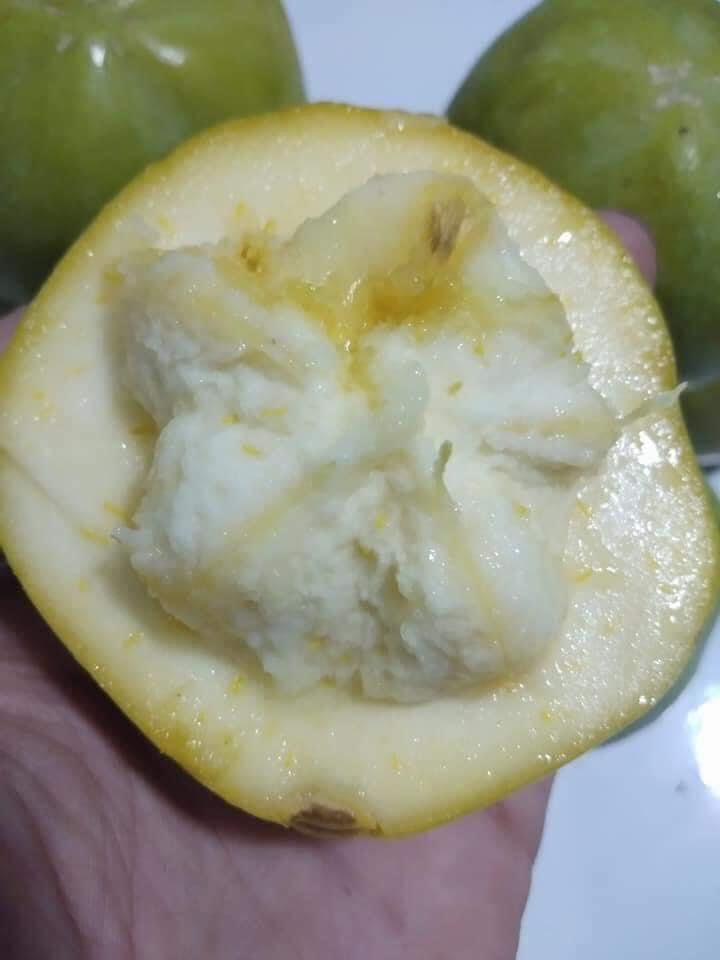 White Sapote 