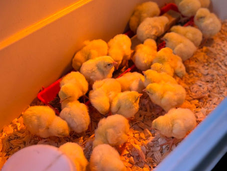 chicks in a brooder
