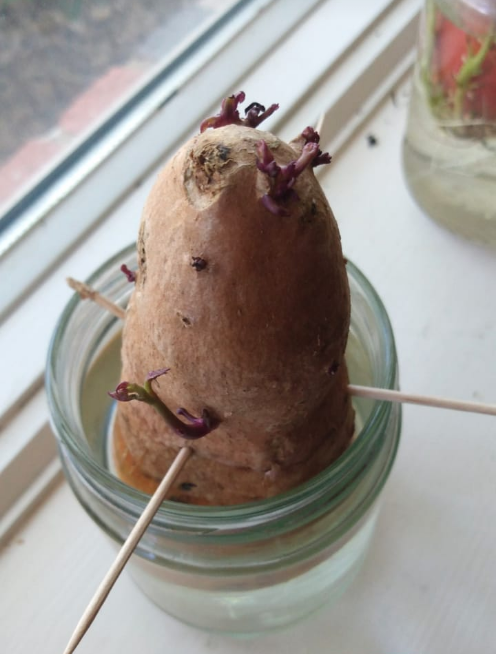 How to Grow Sweet Potatoes