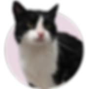 Mintauts