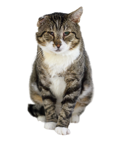 melnpele.png
