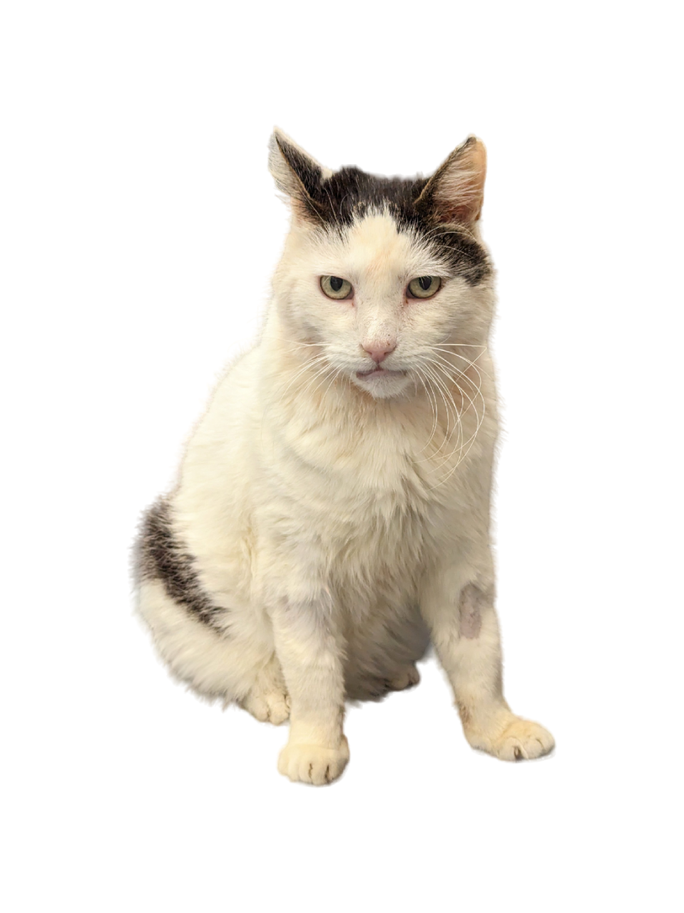 Muris | Kaķu palīdzības centrs REMI un kaķu patversme