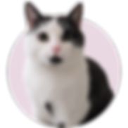 Punšs