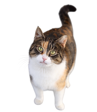melnpele.png