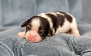 Maddie newborn