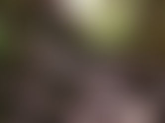 Archivos de la tradición