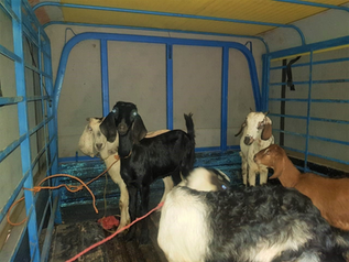 Pastor Nayomi Blessed with a Livelihood