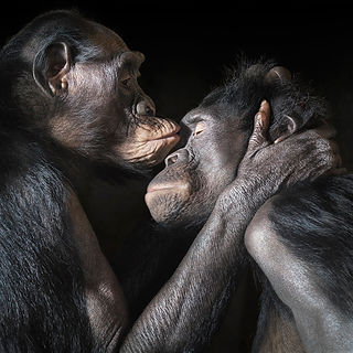 monkeys kisses