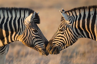 zebra kisses