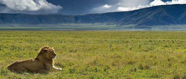 Ngorongoro and lion