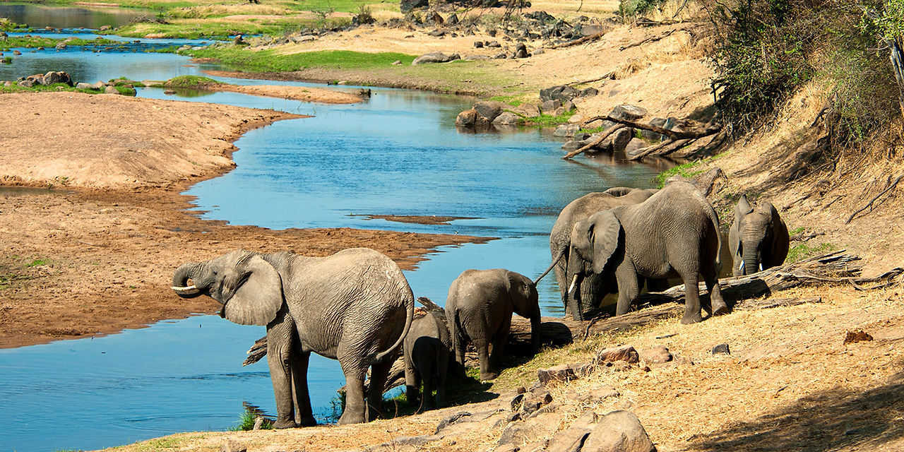 ruaha elephants