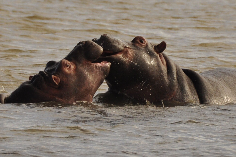 hippo kisses