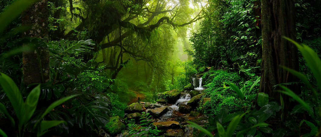 Forest.jpeg