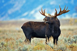 moose_20
