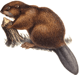 beaver