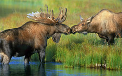 moose-next-to-horse-wallpaper-1