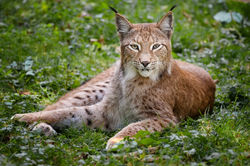 lynx