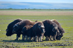 gallery_6125_1665_279506