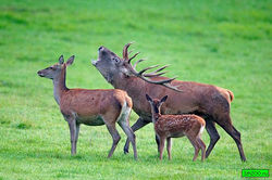 1347613918_600px-cervus_elaphus_luc_viatour_2