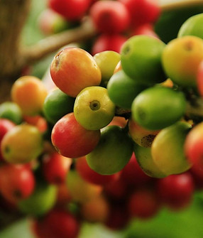 arbol-del-café-con-fruto.jpg