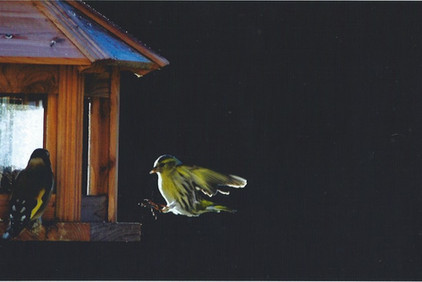 RESULTATS DE NOTRE CONCOURS PHOTOS FAUNE ET FLORE DE MIMET