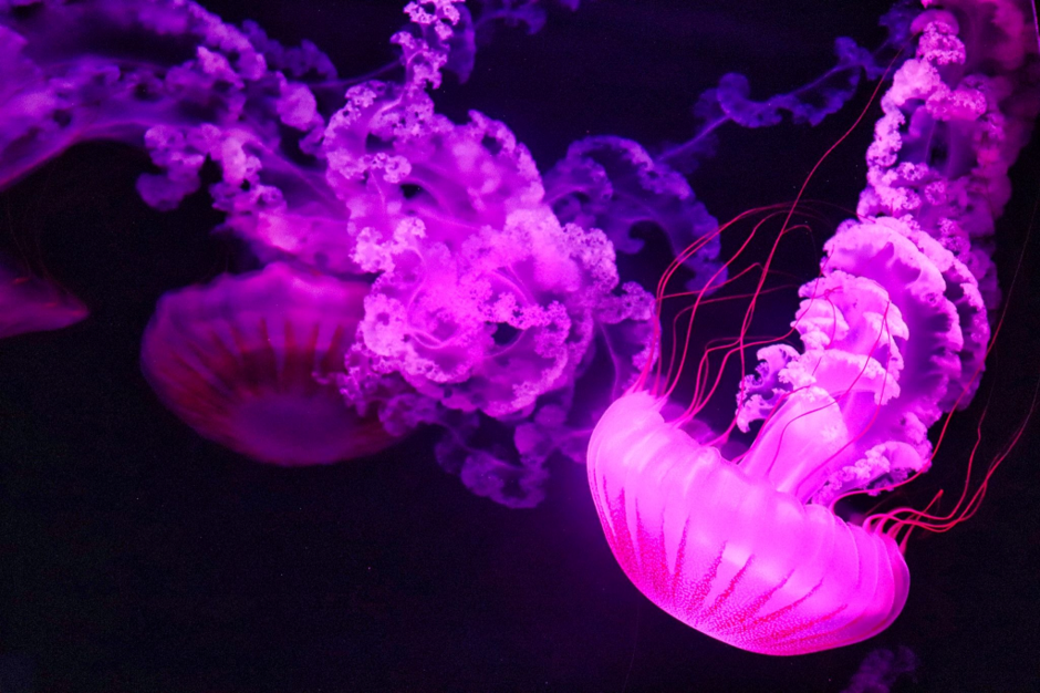 Jellyfish have been a part of Earth’s marine ecosystem for at least 500 million years; however recent spikes in their populations serve as a warning for marine life and a possible future that puts other fish at a disadvantage. Join Harsh as he dives into the origin of jellies, their growing abundance and what it does to the marine ecosystem.
