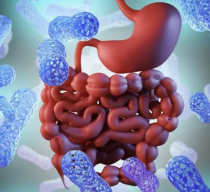 A large-scale study of over 34,000 people identifies how diet shapes the trillions of microbes in our gut, linking food choices to a hidden internal ecosystem, and explores the role of the gut microbiome and how everyday food choices help shape the behaviour of this ecosystem.