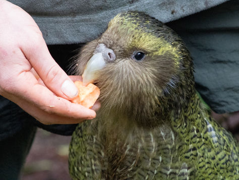 The beginning of this year marked a record-high breeding season for the Critically Endangered kākāpō, with over 100 eggs successfully hatched. But with chick survival still uncertain, does this milestone truly signal their recovery, or simply a fragile step forward?