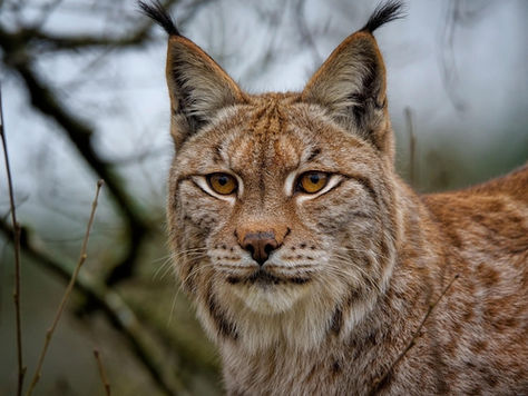 Lynx Reintroduction: Wild Ambitions