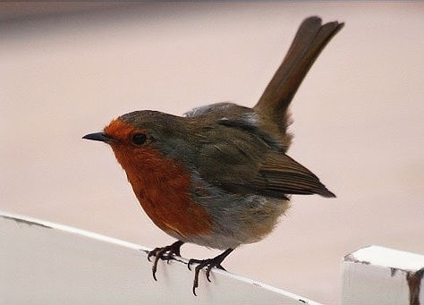 12 Days of Wild: Mr Robin Redbreast