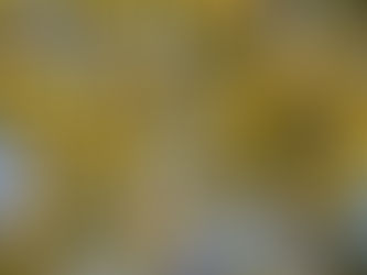 This feature explores the surprising and overlooked history of mistletoe, beyond its holiday symbolism. The article blends botanical concepts, medical history, folklore and modern research and shows that mistletoe is more than a festive decoration.