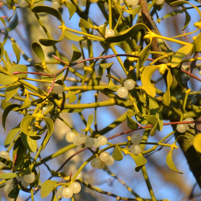This feature explores the surprising and overlooked history of mistletoe, beyond its holiday symbolism. The article blends botanical concepts, medical history, folklore and modern research and shows that mistletoe is more than a festive decoration.