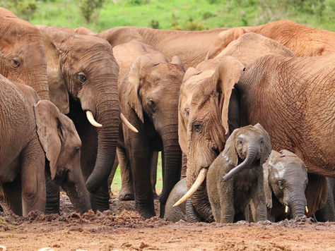 The Elephant in the Room: World Elephant Day 2024