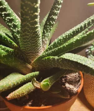 Sustainable Gifts:Â Plant Propagation Presents