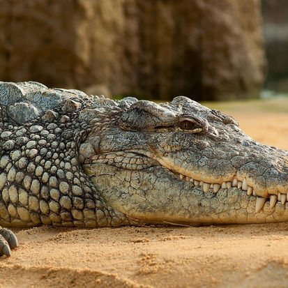 Crikey! It’s World Croc Day!