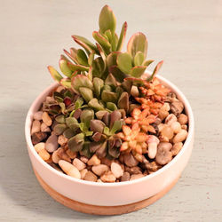 Medium Succulent Baby