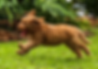 puppy running.png