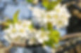 orange blossoms.jpg
