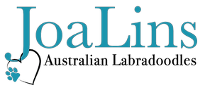 best labradoodle breeder in FL