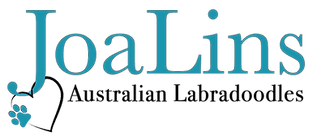 top breeders of Australian Labradoodles