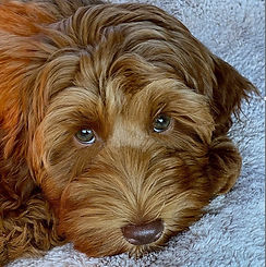 red mini female australian labradoodle