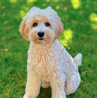 mini labradoodle - JoaLins