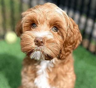 adorable labradoodle puppy