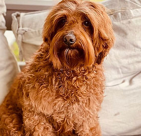red male labradoodle stud