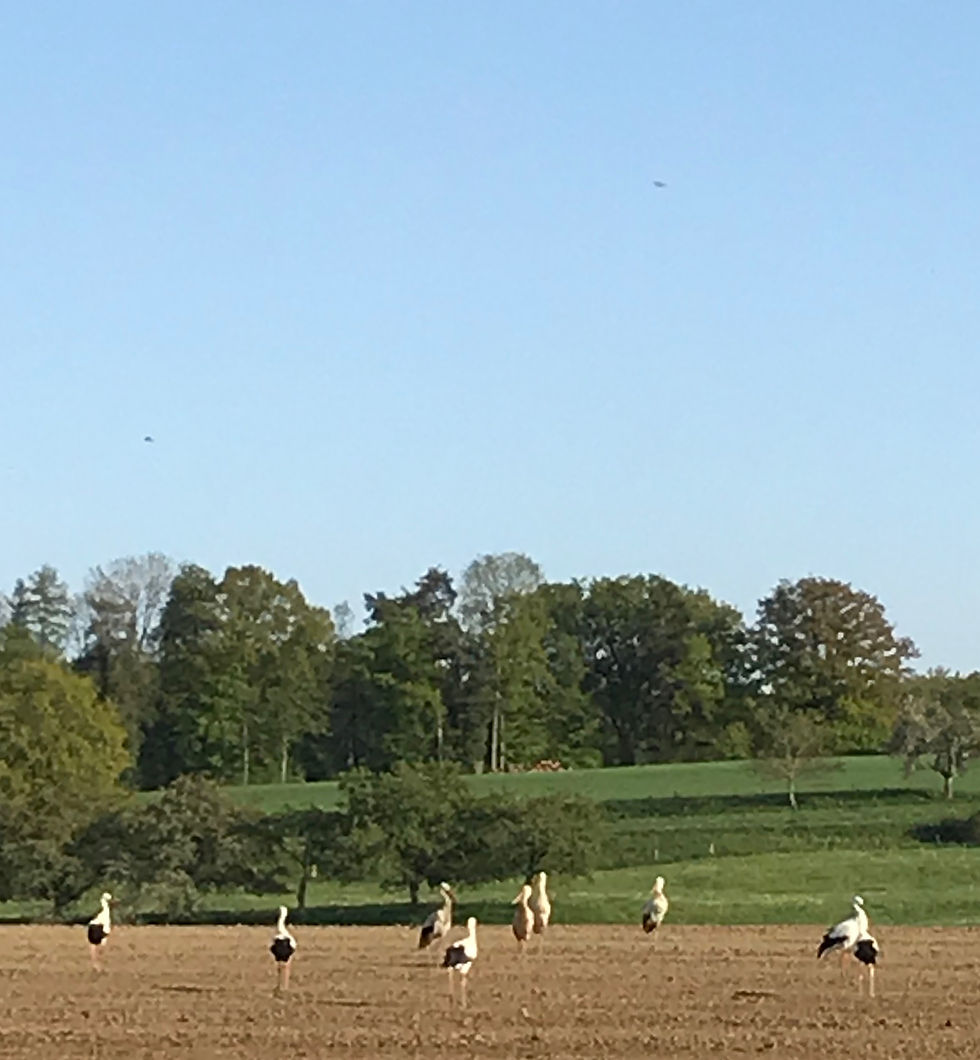 Les cigognes