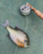 bamboo fly rod with Orvis Battenkill reel and a bluegill