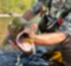 close up of a Great Lakes steelhead with a streamer fly in its mouth