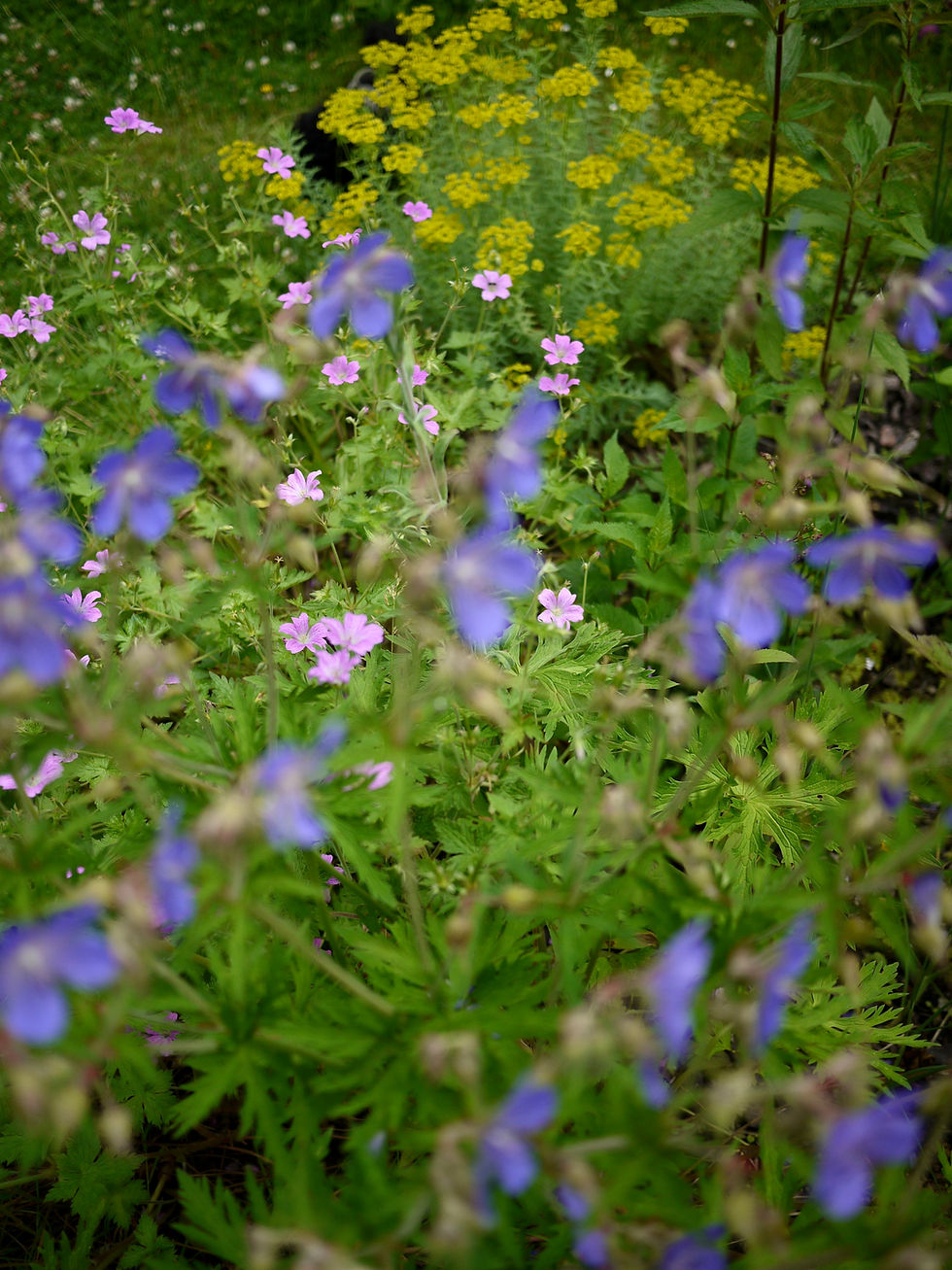 Geranium Sorten und Euphorbia in trockenheitsresistentem Staudenbeet in Düsseldorf Grafenberg