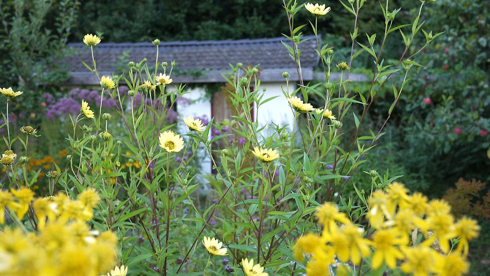 Blueten_Trocken_Garten_edited.jpg